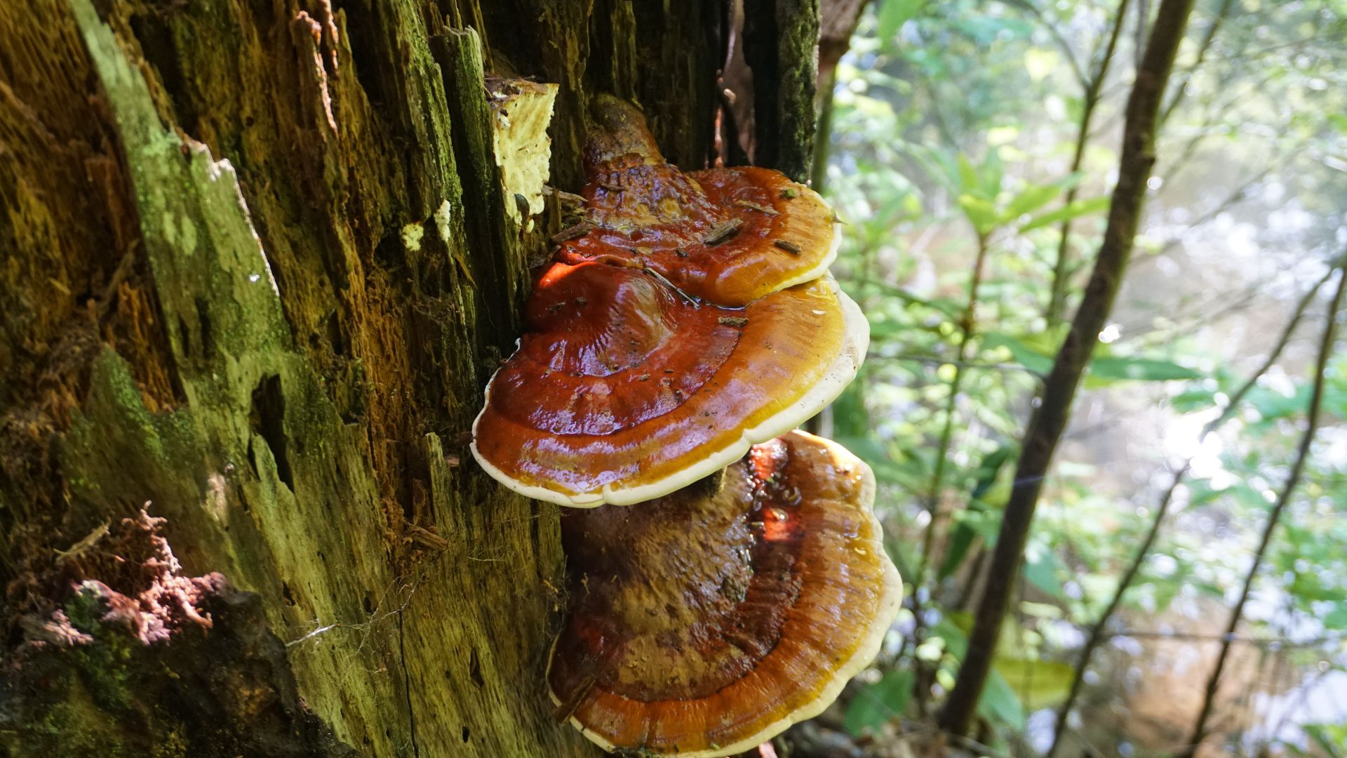 Káva Reishi a jej prínosy Je vhodnou alternatívou klasickej kávya